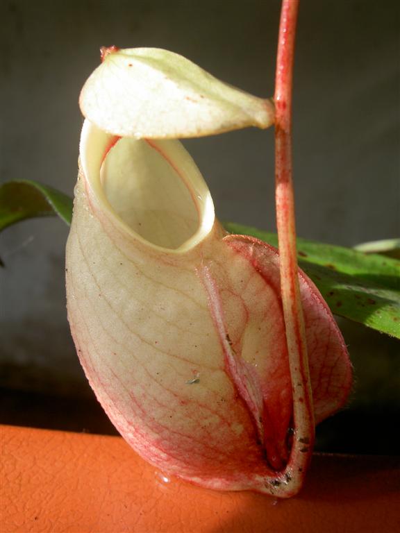 Nepenthes globosa 2